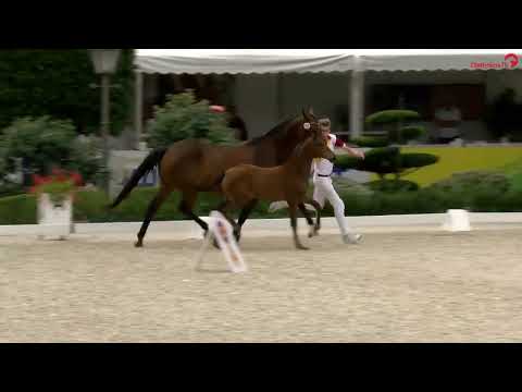 KN2: Stutfohlen v. Bonds/Lord Sinclair I