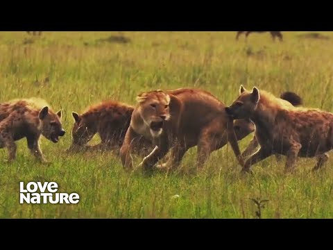 Thumbnail of the video: Lions & Hyenas: Battle of the Beasts