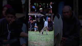 Download lagu serem 👺 #domba #dombahamil #iduladha #dombagarut #storywa #sapi #sheep #bull #animals #beranda mp3