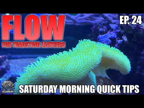 Creating FLOW For Toadstool Leathers In Your Saltwater Aquarium - Saturday Morning Quick Tip