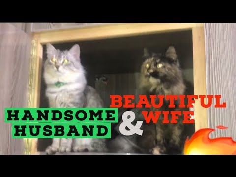 THE MOST BEAUTIFUL CATS COUPLE