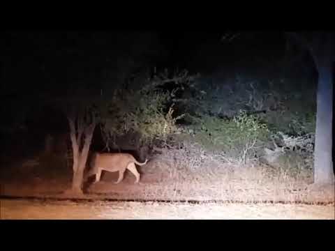 Tsalala Male Hounded By Hyenas
