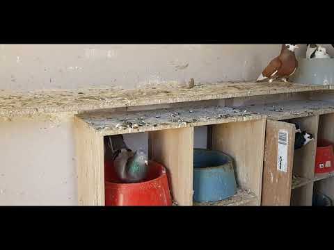 Last month of winter, pigeons started breeding Serbian Highflyers Melbourne Australia Visokoletaci