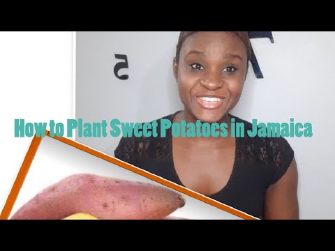 How we plant Sweet Potato in Jamaica.🍠