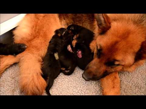 Sindi X Equilibrium Newborn litter