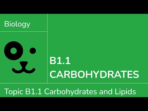 B1.1 Carbohydrates [IB Biology SL/HL]