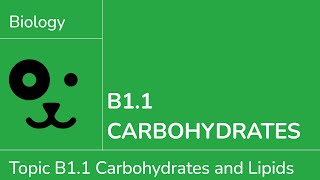 B1.1 Carbohydrates [IB Biology SL/HL]