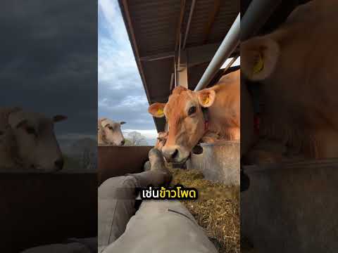 ประเทศผู้ผลิตเนื้อวัวรายใหญ่ของโลก