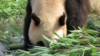 Mei Xi's sister Mei Xin 美欣