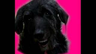 4 Fun - Levens Lang video