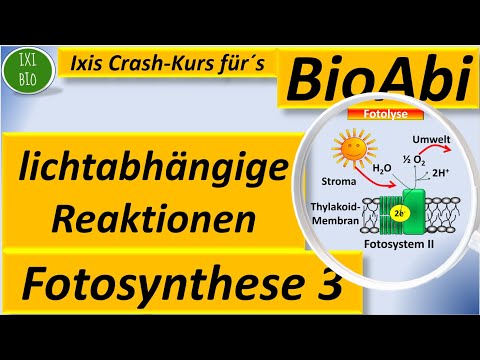 Light-dependent reactions / Light reaction (primary reactions) Photosynthesis explained / Biology...