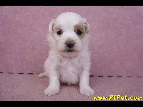 09/27馬爾泰迪母幼犬1號(台中豐原)