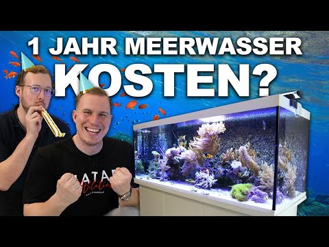 So sollte ein MEERWASSERAQUARIUM nach 1 Jahr aussehen - Anfängeraquarium Update + Eure Fragen