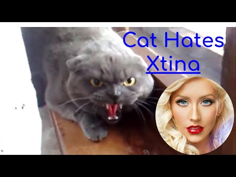 A Cat Gets Angry At Christina Aguilera's Singing