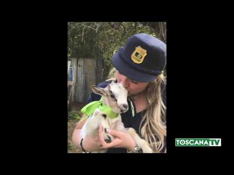 2017-04-15 PRATO - AGNELLINI SOTTRATTI AL MACELLO, APPELLO PER ADOZIONE