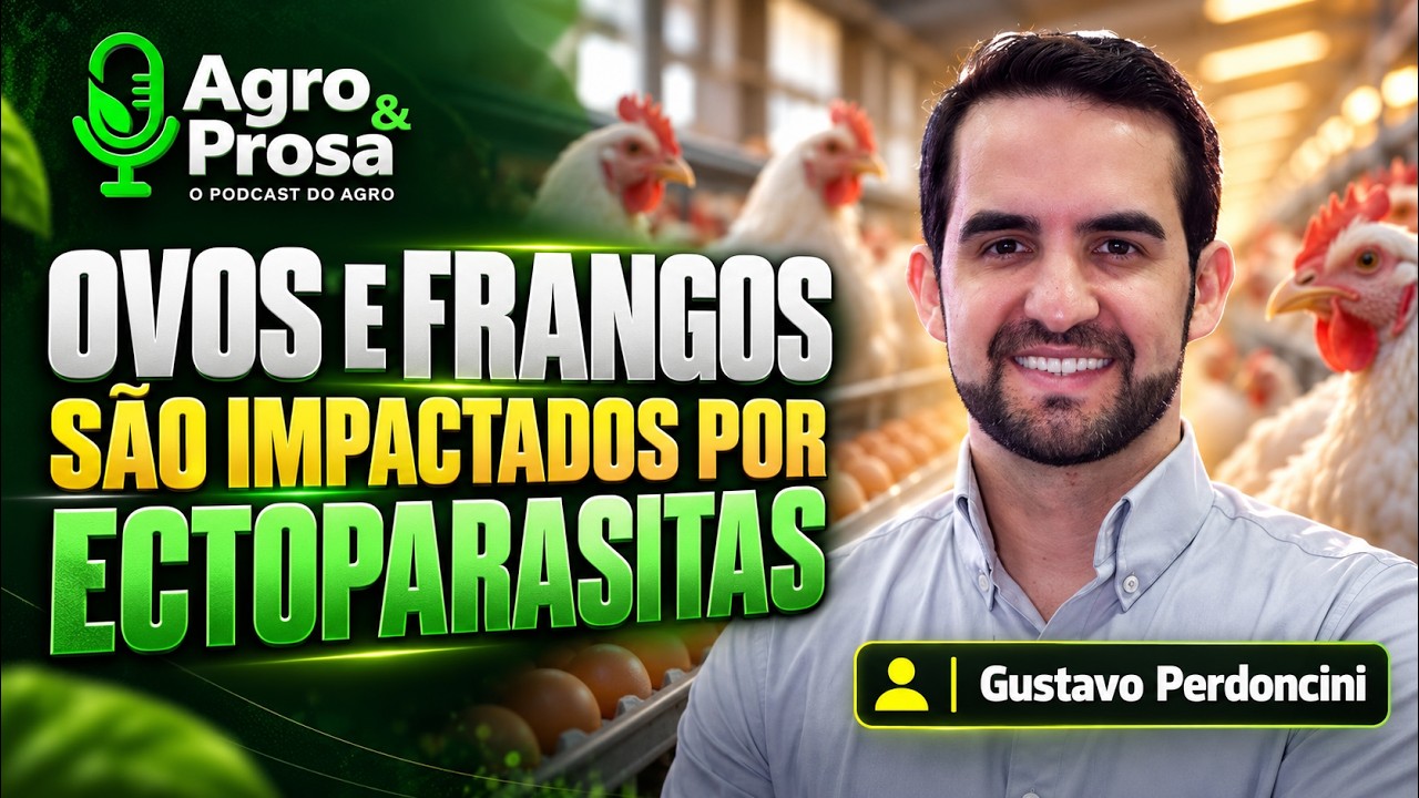 Ovos e frangos são impactados por ectoparasitas