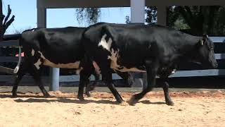 Vídeo 170 - 1ª ETAPA MEGA LIQUIDAÇÃO TOTAL AGROPECUÁRIA MARAJOARA - DIA 4 | GADO GIROLANDO E HOLANDÊS