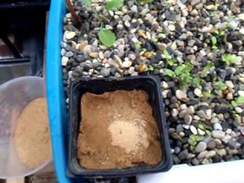 Sand Wicking for Seedling Starts
