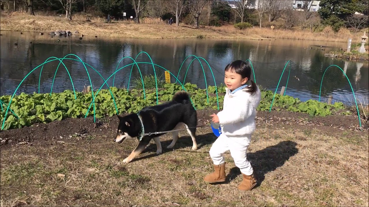 わんわんとお散歩  shibainu