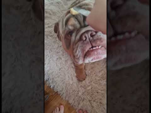 Butter dawg 🧈🐶 #goviral #shorts #meme #dog #butterdog