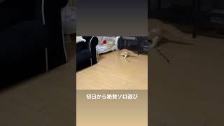 初日のboss
