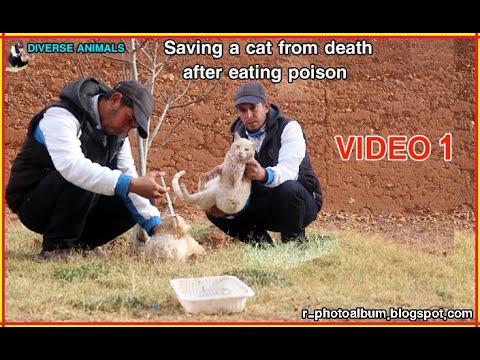 Saving a cat from death after being poisoned by a person (first video)