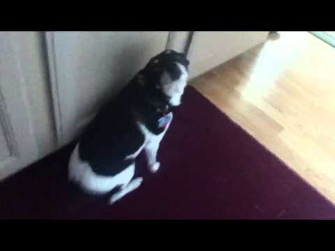 Dissing your dog volume 1