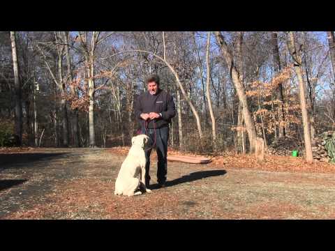 download lagu mp3 mp4 How To Train An American Bulldog, download lagu How To Train An American Bulldog gratis, unduh video klip How To Train An American Bulldog
