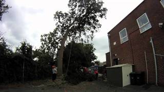 Dismantling of an oak tree, with care taken not to dent the tarmac, Havant