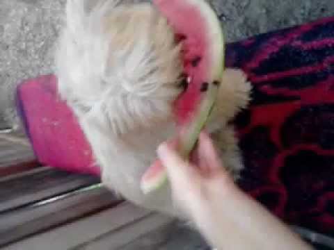 Catzelush mancand PEPENE !! TITESTI,ARGES