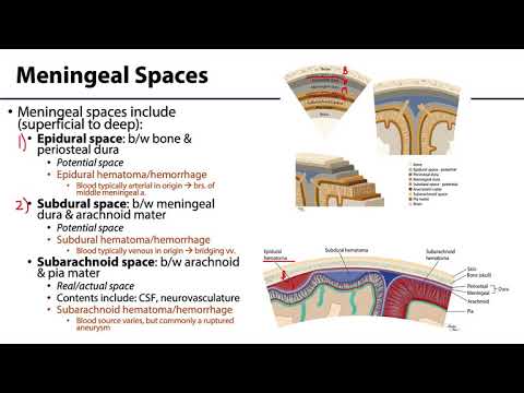 Meningeal Spaces & Hematomas - M1 Learning Objectives
