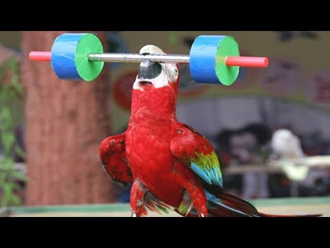 Funny Animals Teamwork Compilation 2018