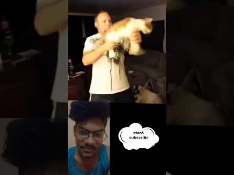 cat this injoy moment satr4 #shorts #hindi #reaccion #cat