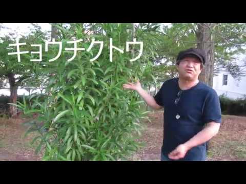 キョウチクトウ 植物