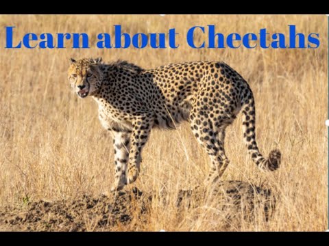 Cheetahs for Kids|| Learn All About Cheetahs|| preschoolers and Kindergarten(2020) #learn #withme