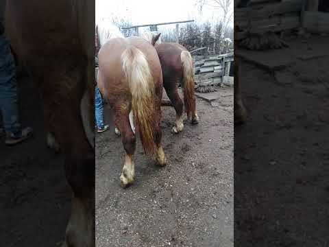 Manzii lui Ioani din Micula