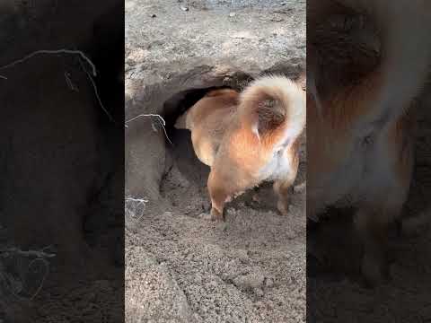 Gold digger 😁 #animals #dog #pets #puppy #ลูกหมา #หมา