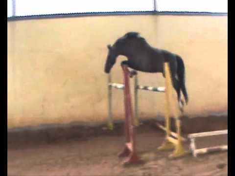 Braveheart      Voltaire x Ahorn z x Cor de la bryere