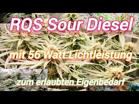 RQS Sour Diesel | Sanlight Stixx | Das Ergebnis