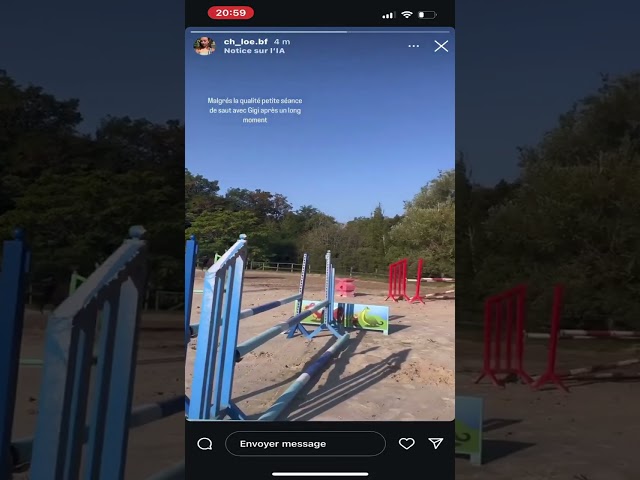 Jument SF 9 bai brun