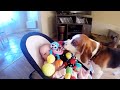 Guilty dog apologizes baby for stealing her toy:it is ...