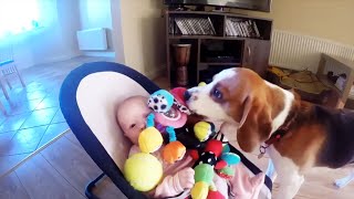 Guilty dog apologizes crying baby for stealing her toy | Charlie the dog and baby Laura