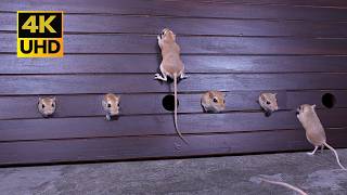Cat TV Adorable Mice Peek Out & Climb Fun Wall with Scurrying sound for cats to watch 4K