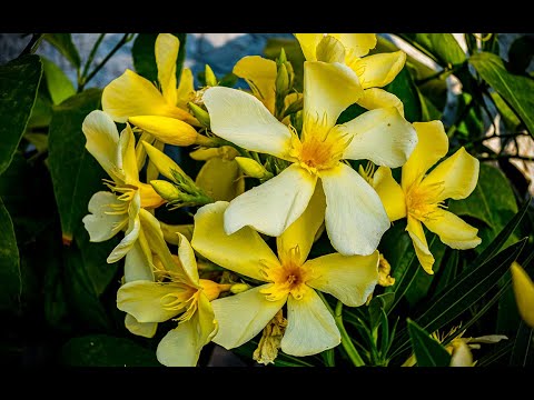Wie ein radikaler Rückschnitt winterharte Oleander-Sorten zum Blühen bringt