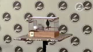 Download lagu Kontes burung Kenari Rusia mp3 Download lagu Kontes burung Kenari Rusia mp3