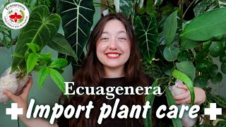PLANT HAUL | Acclimating my Import Plants