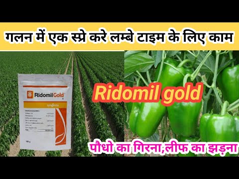 Ridomil तने में गलन + पत्ति का गिरना ||रोकथाम करेगा ||ridomil gold fungicide ||ridomil gold syngenta