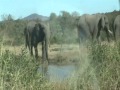 Steve Kekana All I Need Is Right Here In Africa Southern African Vacation