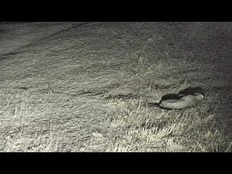 Djuma: Hosana's nap disturbed by curious Hyenas - 23:32 - 09/18/18