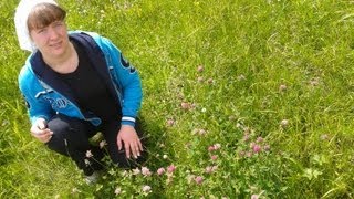 Как выглядит клевер луговой фото
